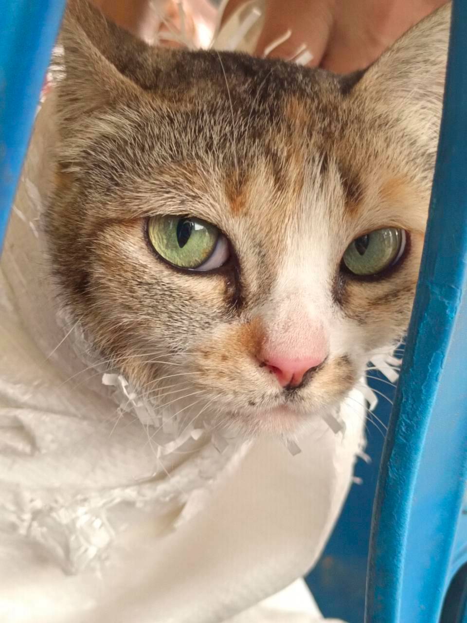 โครงการสัตว์ปลอดโรคคนปลอดภัย จากโรคพิษสุนัขบ้า ตามพระปณิธาน ฯ